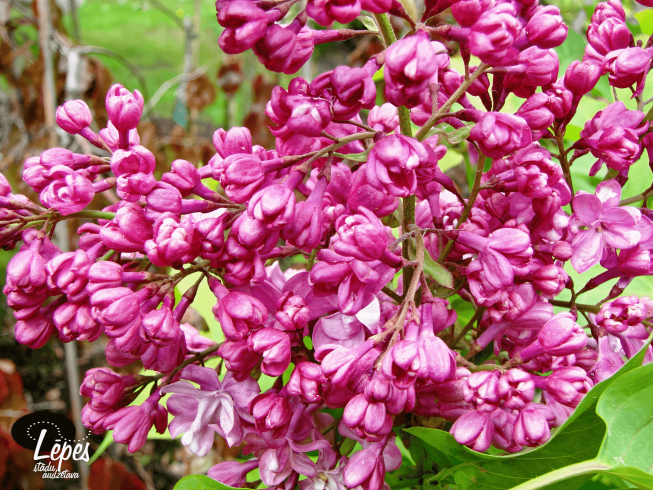 Syringa vulgaris   'Prince Wolkonsky'